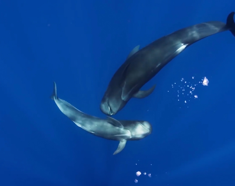 Tahlequah Act III Dominique Knowles