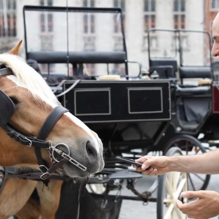 Man neemt geluid op van paard met smartphone